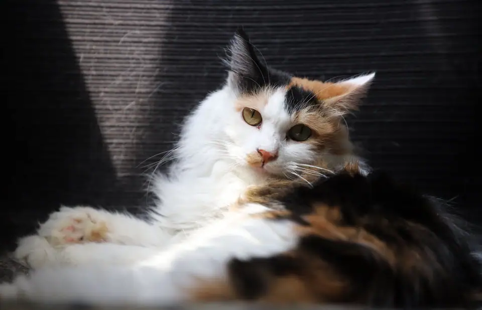 A long-haired calico cat lying on a dark cushion