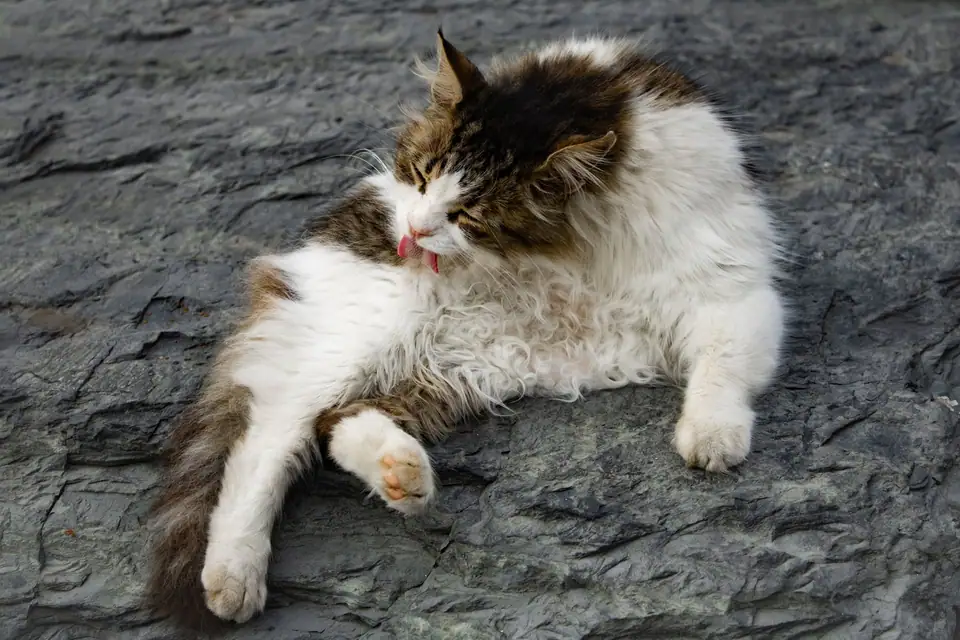 A long-haired cat grooming itself on a rock