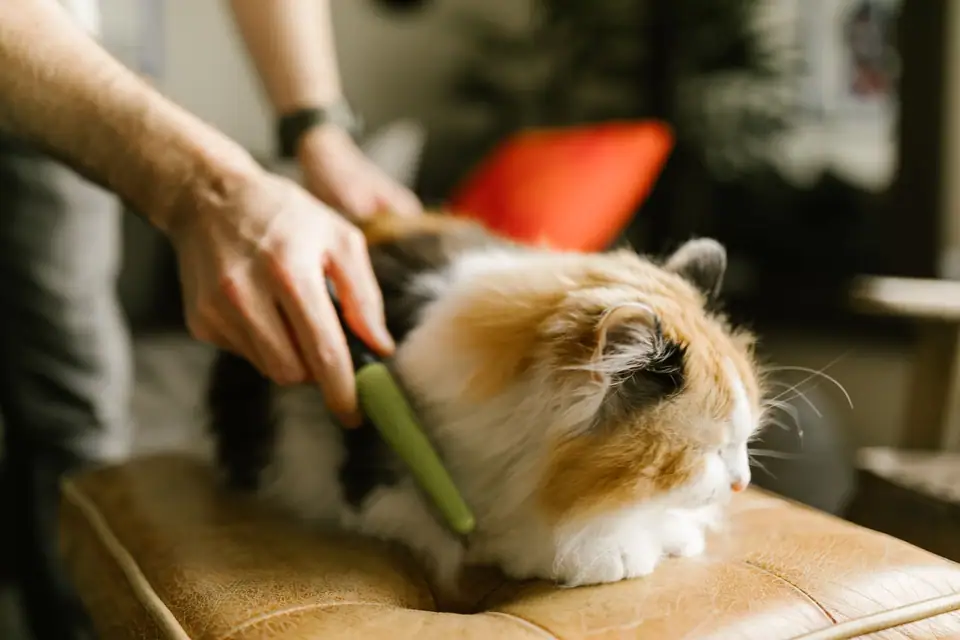 A fluffy calico cat being brushed on a sofa