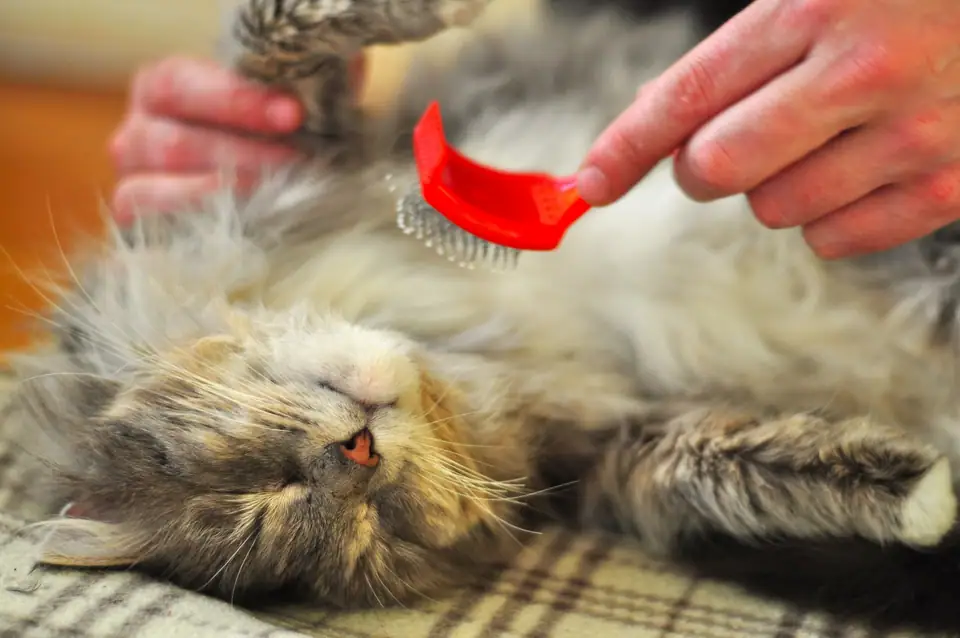 A long-haired tabby cat lying on a plaid blanket while its coat is combed