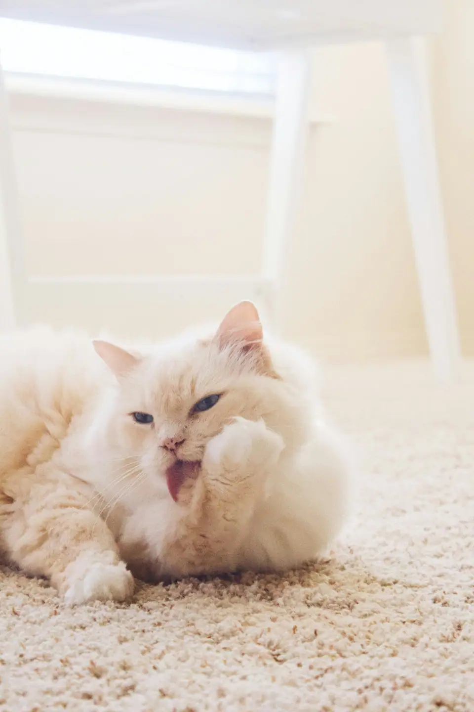 A cream long-haired cat licking its paw on a carpet