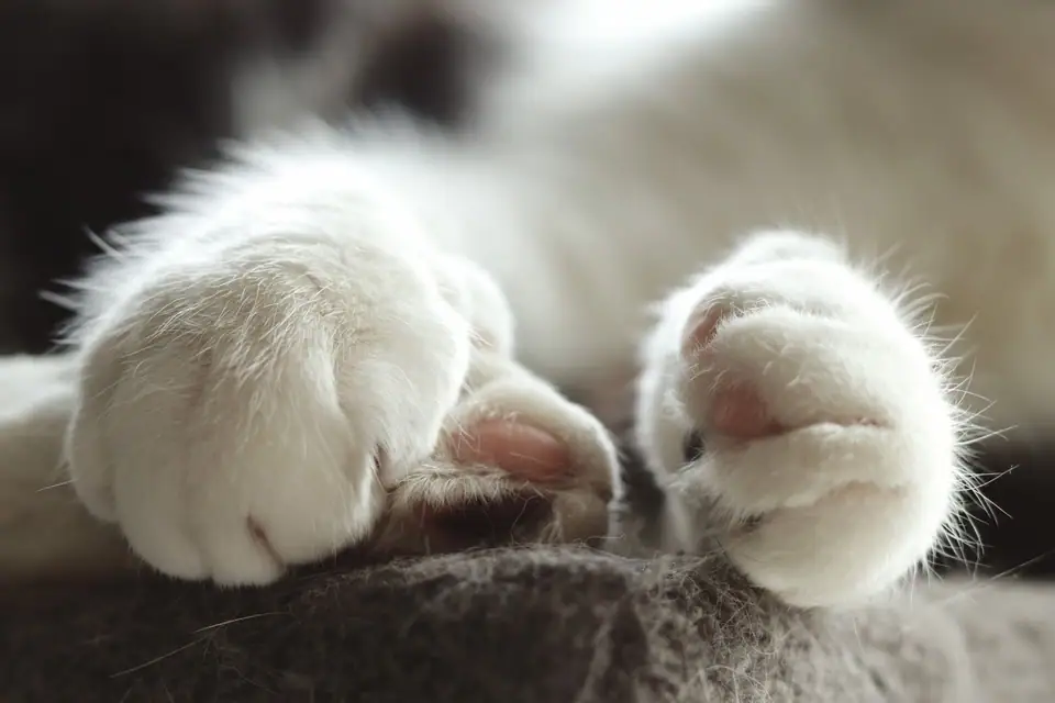 Two fluffy white cat paws with tufts of fur between the toes