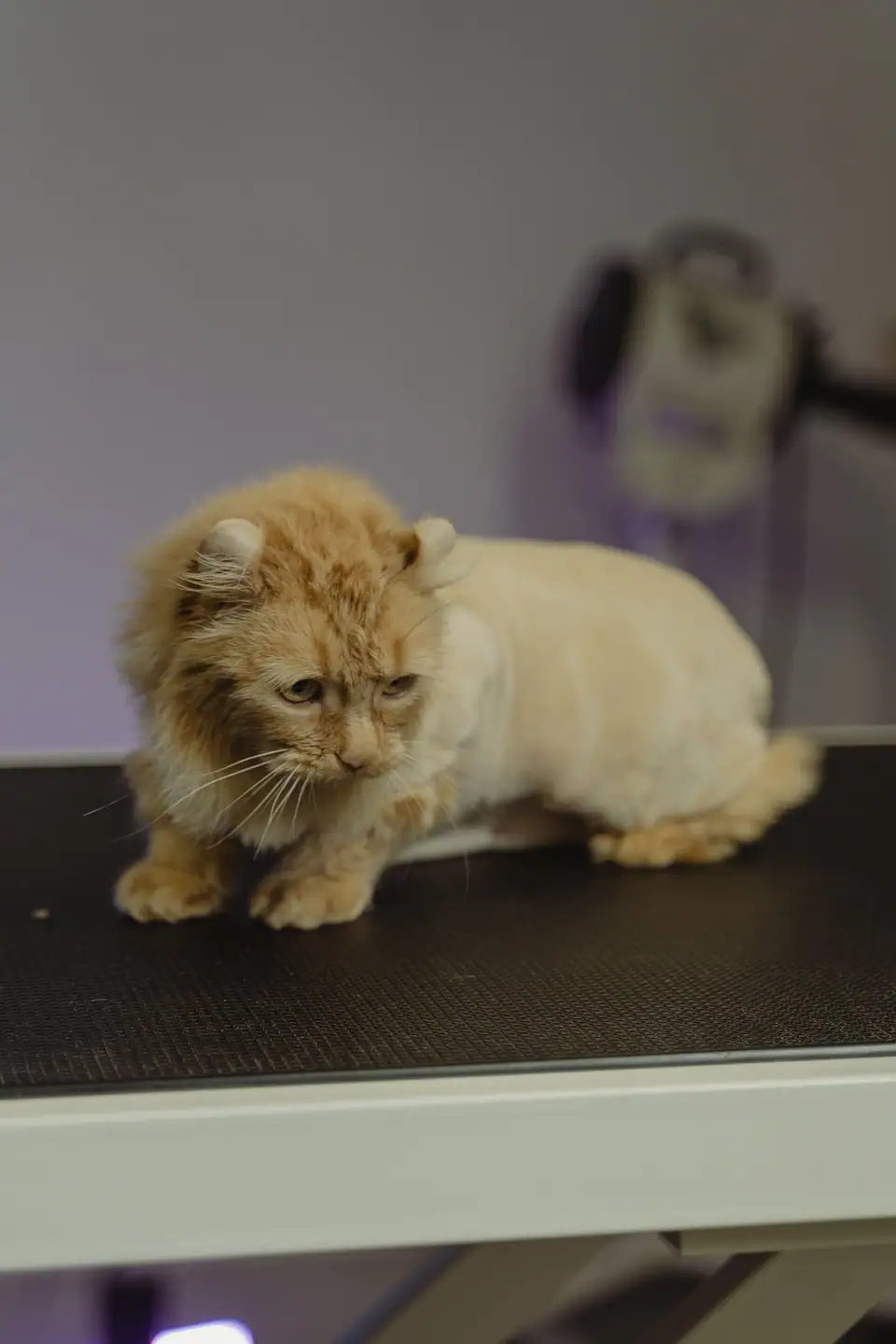 An orange cat with a lion cut, its body clipped short and its head left fluffy