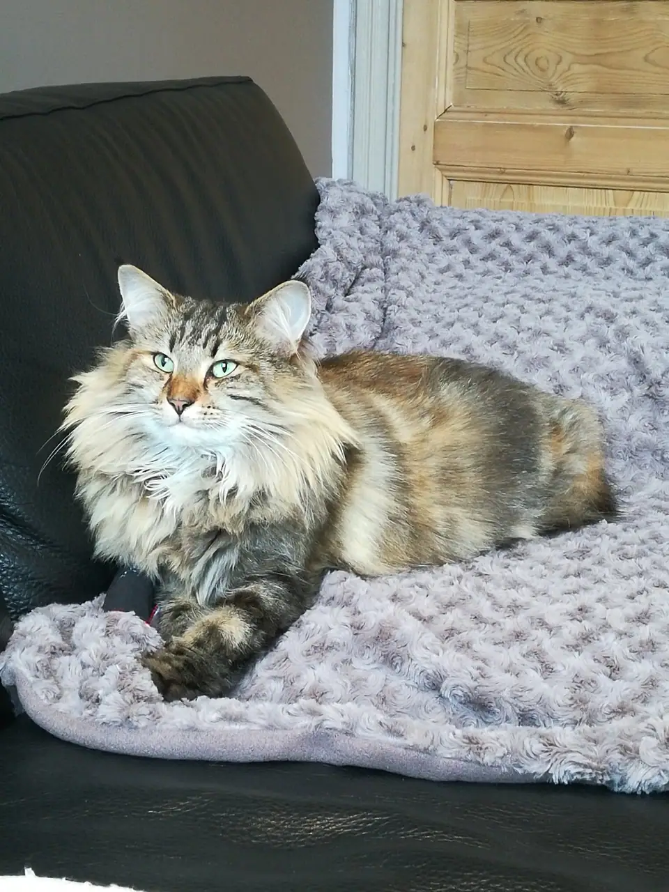 A Norwegian Forest Cat lying on a knitted blanket