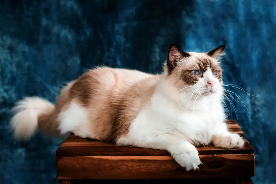 A white and brown Ragdoll cat lying on a wooden stool