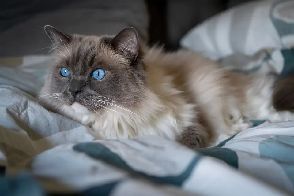 A Ragdoll cat with blue eyes lounging on a bed