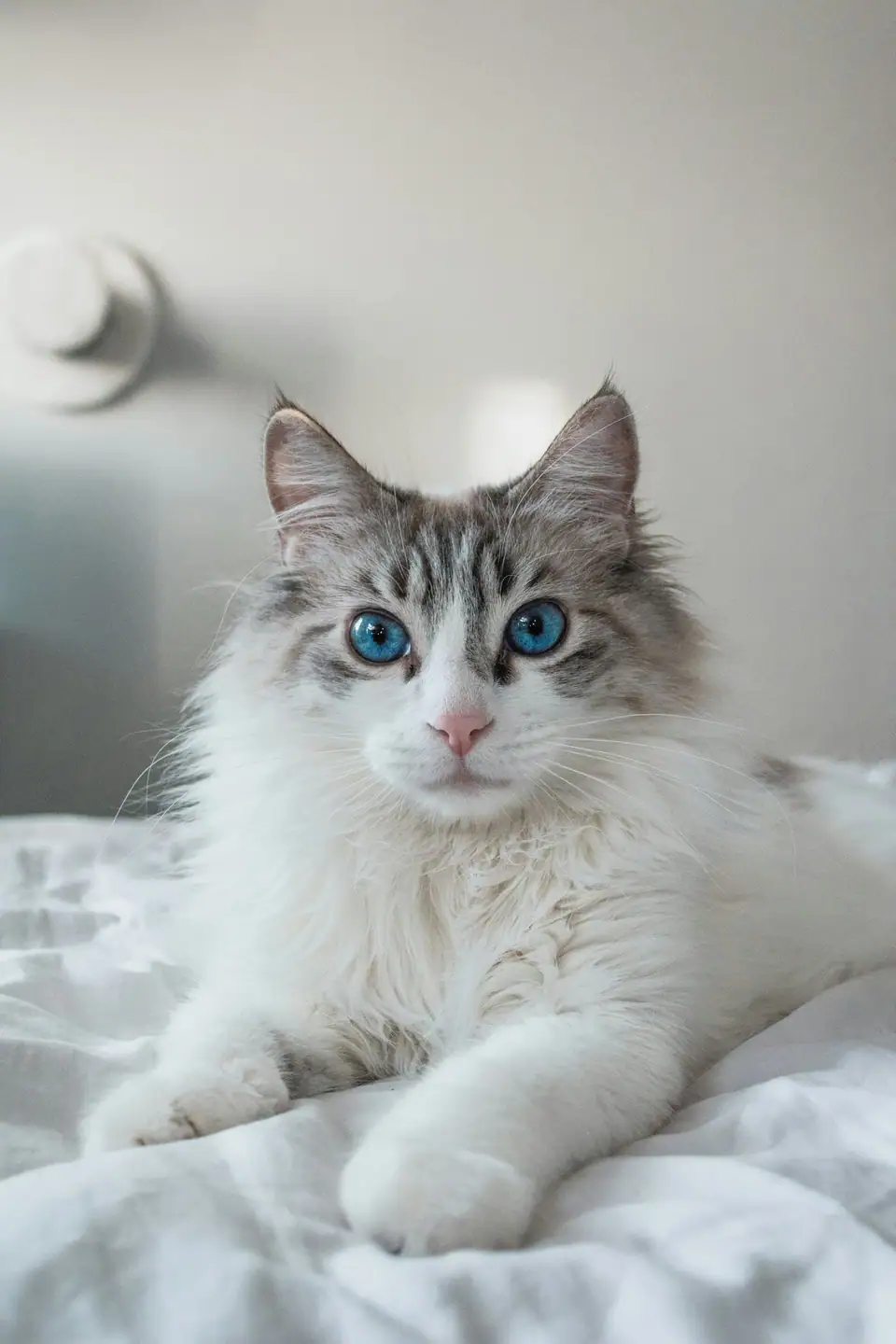 A long-haired silver and white cat with blue eyes resting on a bed