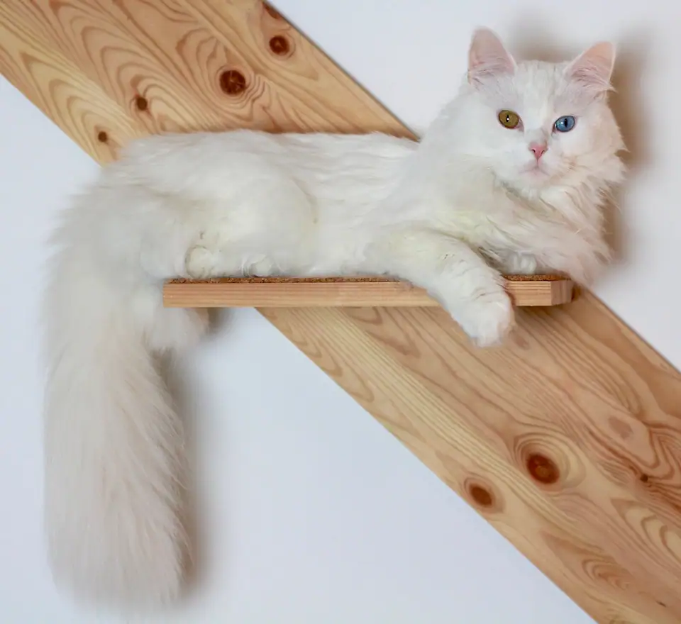 A white Turkish Angora with a long plumed tail lying on a wall shelf