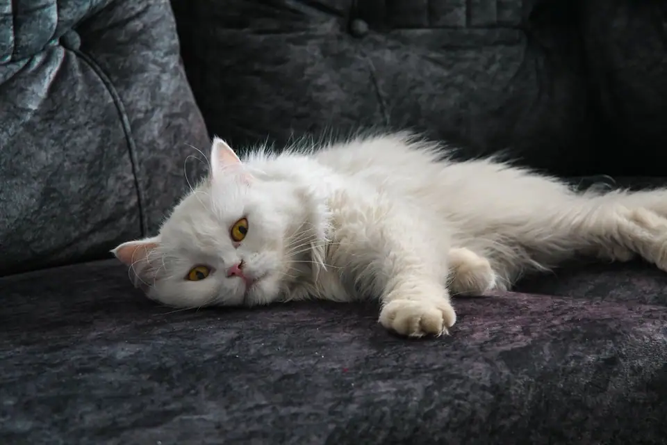 A fluffy white long-haired cat lying on a dark sofa