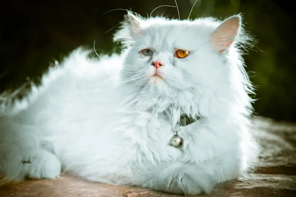 A white Persian cat with a full coat lying outdoors